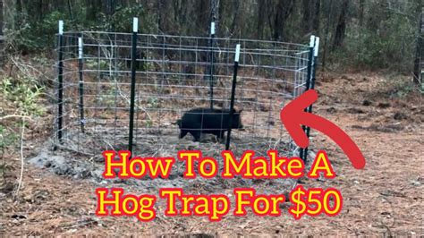 build a cheap hog trap